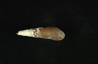 藏品(錐蜷)的圖片